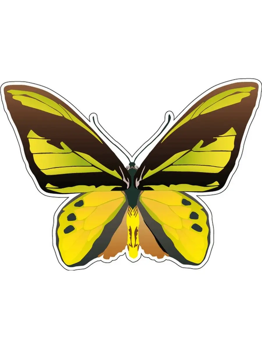 Butterfly 12. Декоративная бабочка рисунок. Жёлтая бабочка с чёрным рисунком. Желтая бабочка без фона. Желтая бабочка картинка для детей