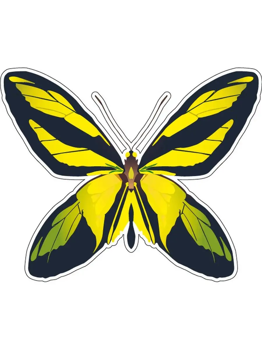 Butterfly 12