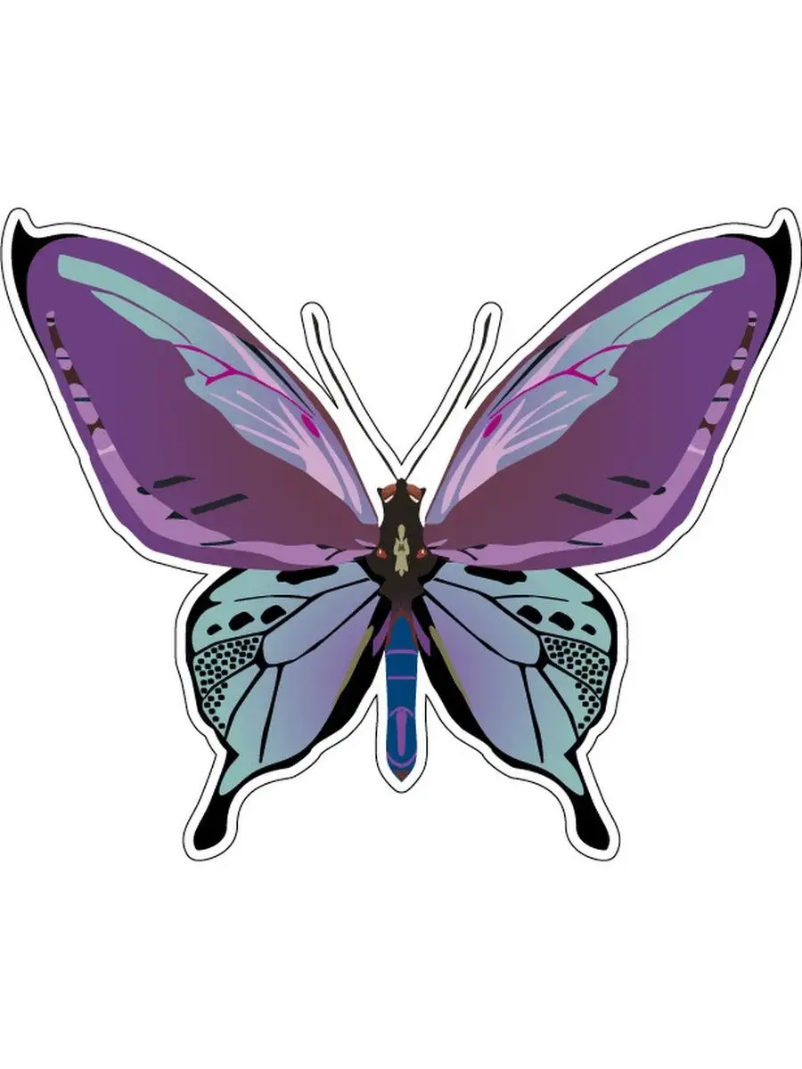 Butterfly 12