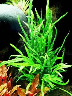 Папоротник Таиландский узколистный (1 куст).Живое растение Aqua_Plants 102154432 купить за 378 ₽ в интернет-магазине Wildberries