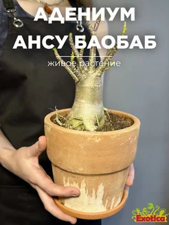 Адениум Ансу Баобаб (Adenium Ansu Baobab) D15см Exotica 102396267 купить за 4 596 ₽ в интернет-магазине Wildberries