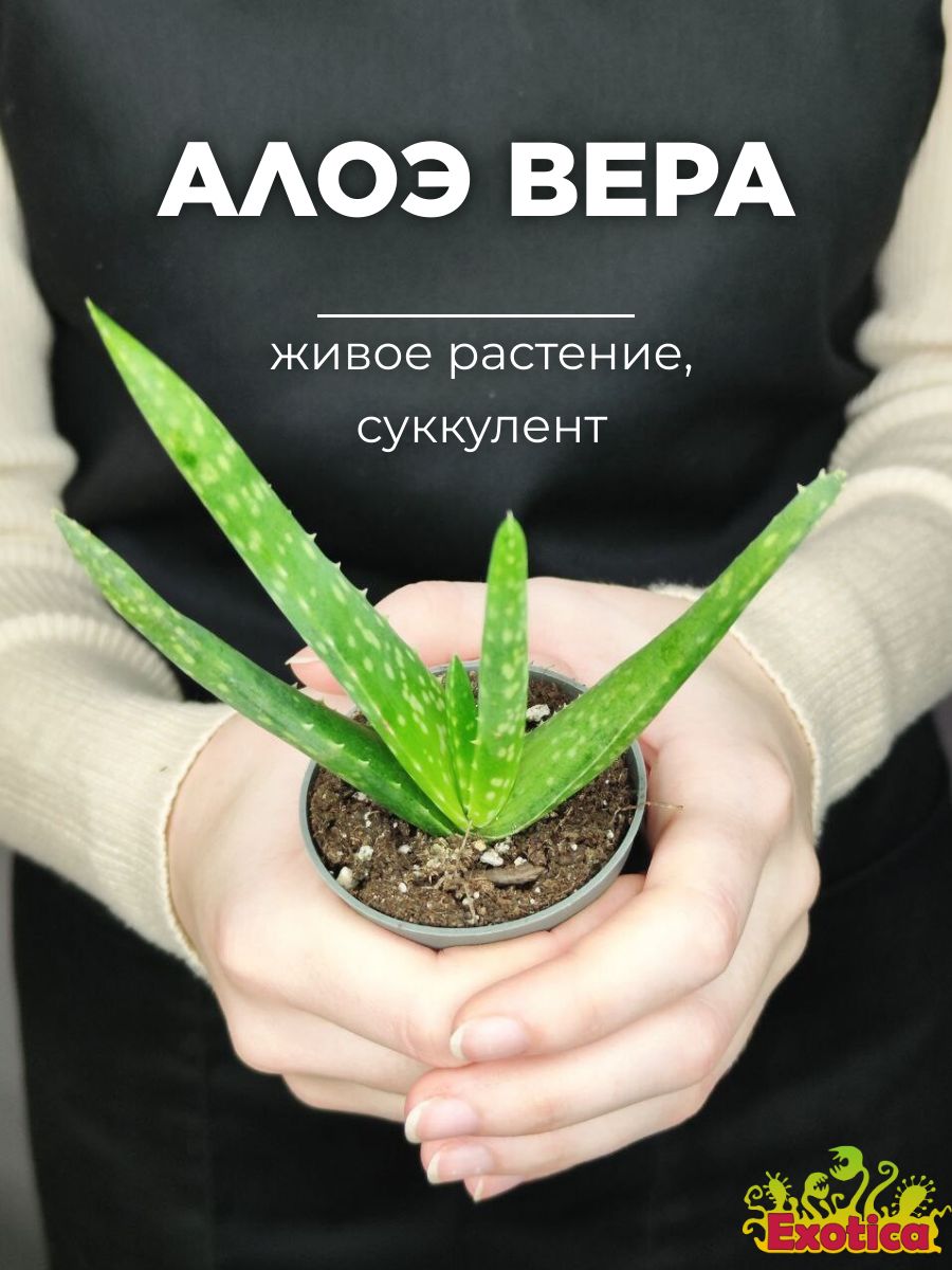 Алоэ Вера D5см (растение, саженец) Exotica 102399286 купить в  интернет-магазине Wildberries