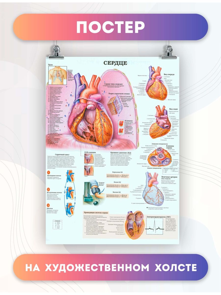 Сердце биология тест. Плакаты по анатомии. Сердце плакат анатомия. Плакат анатомия в цифрах. Сердце биология.