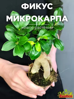 Фикус Микрокарпа (Ficus microcarpa) D9см Exotica 103504993 купить за 1 750 ₽ в интернет-магазине Wildberries