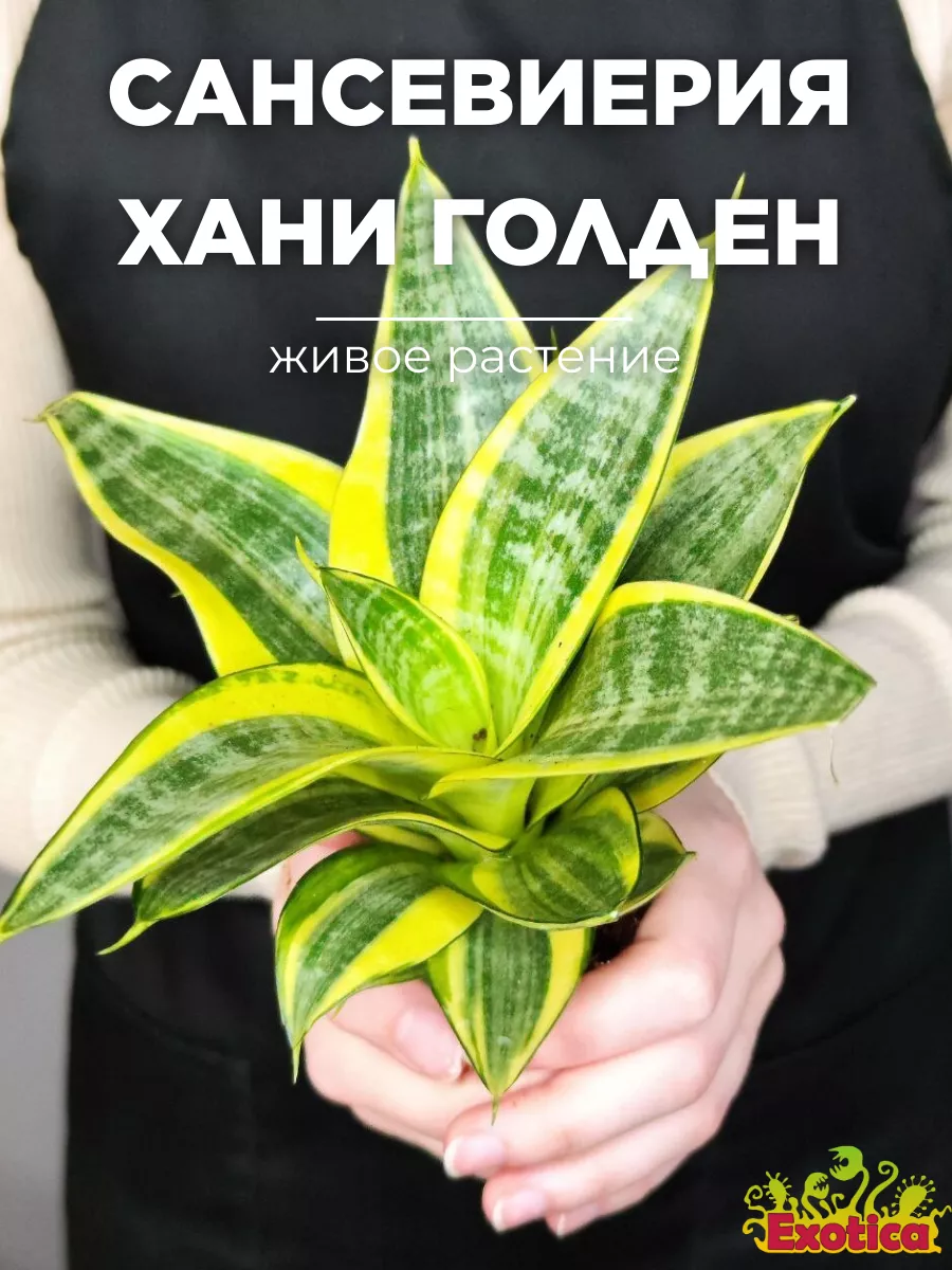 Сансевиерия Хани Голден (Sansevieria Hahnii Golden) D6см Exotica 103513402  купить в интернет-магазине Wildberries