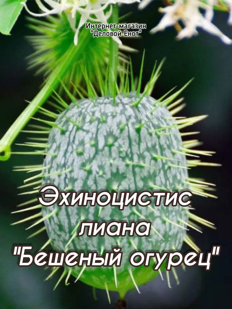 103578886