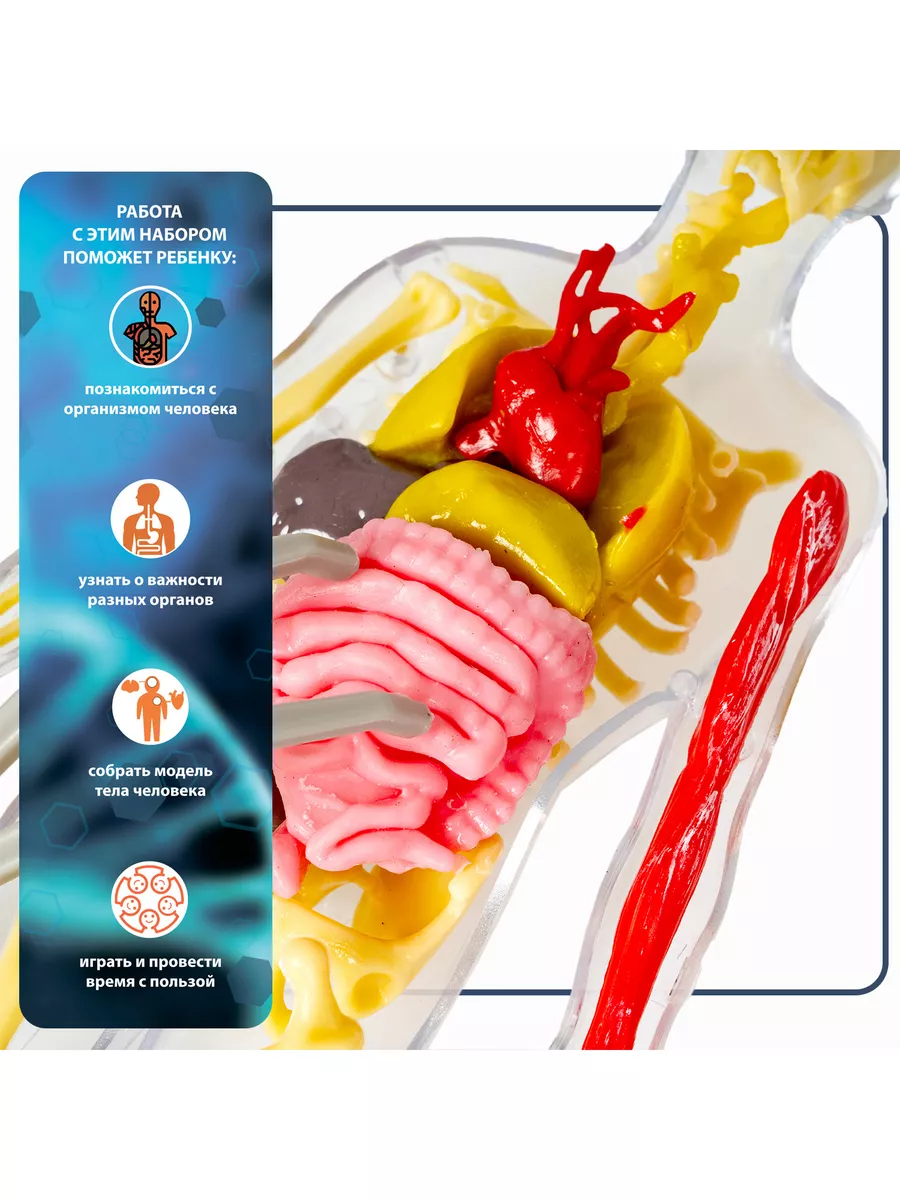 Модель человека скелет набор для опытов анатомия BONDIBON 103590730 купить  за 2 321 ₽ в интернет-магазине Wildberries