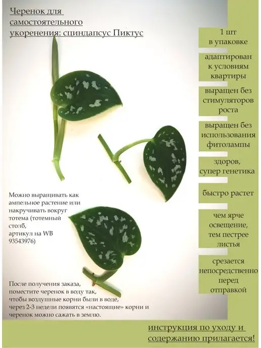Master_Plant Сциндапсус Пиктус, вариант
