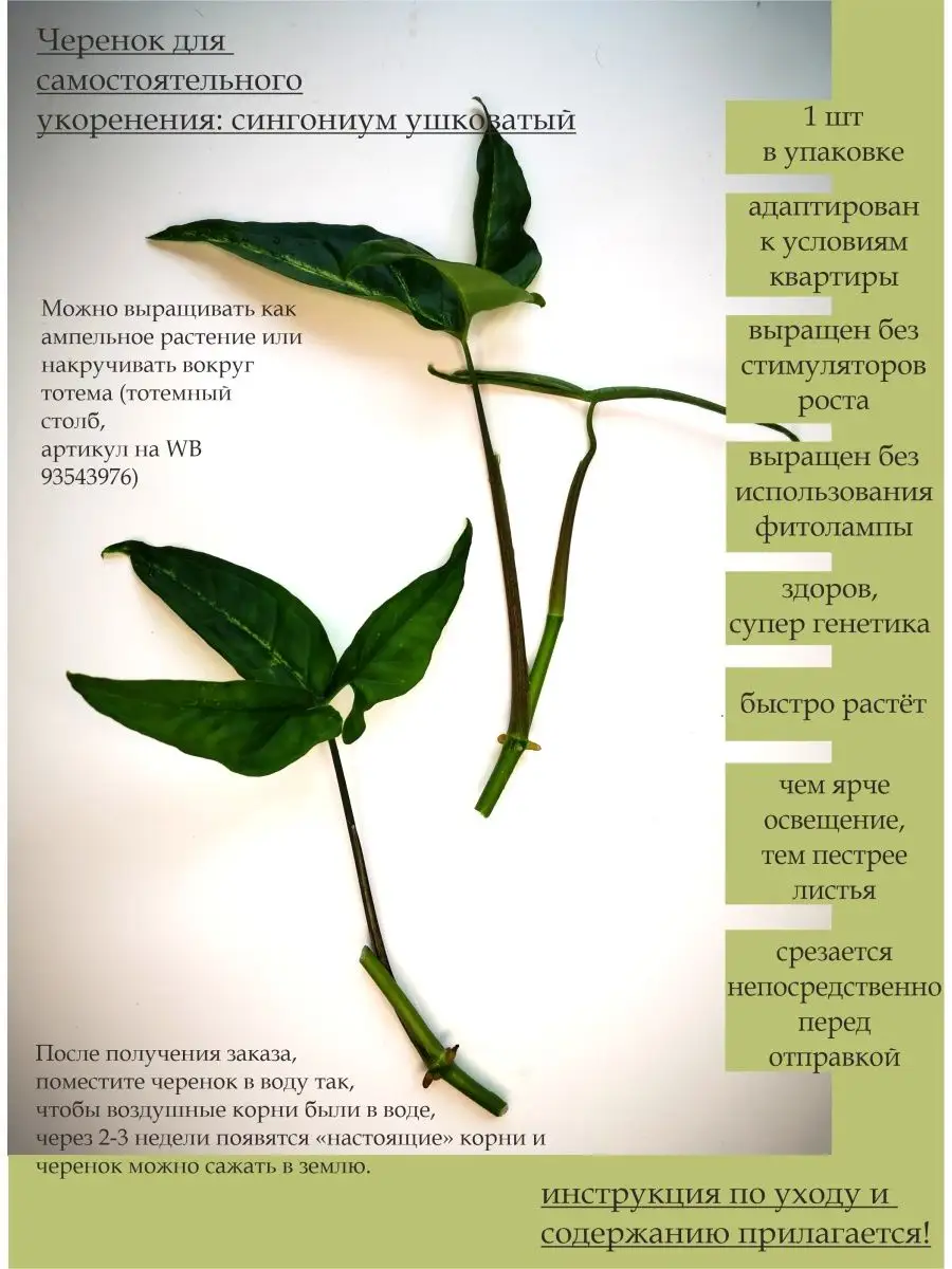 Сингониум ушковатый