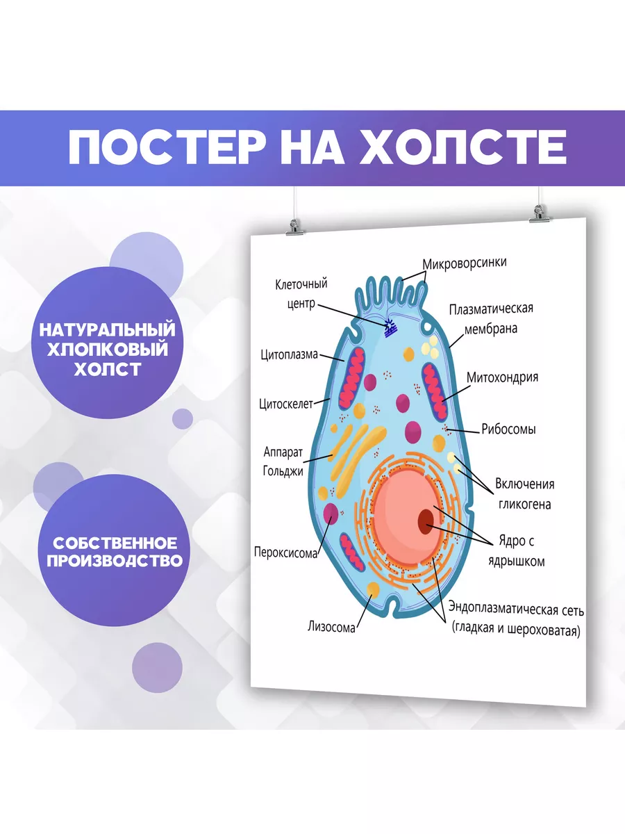 Постер Строение клетки Биология Медицина (2) 30х40 см PosterNak 104208161  купить за 837 ₽ в интернет-магазине Wildberries