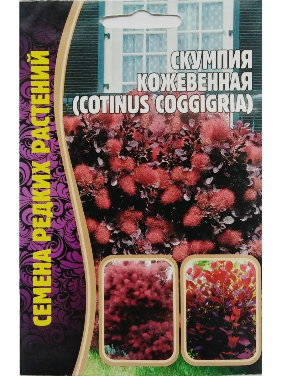 Скумпия Кожевенная (Сoggigria) ИП Григорьев А.Ю. 104578247 купить в  интернет-магазине Wildberries