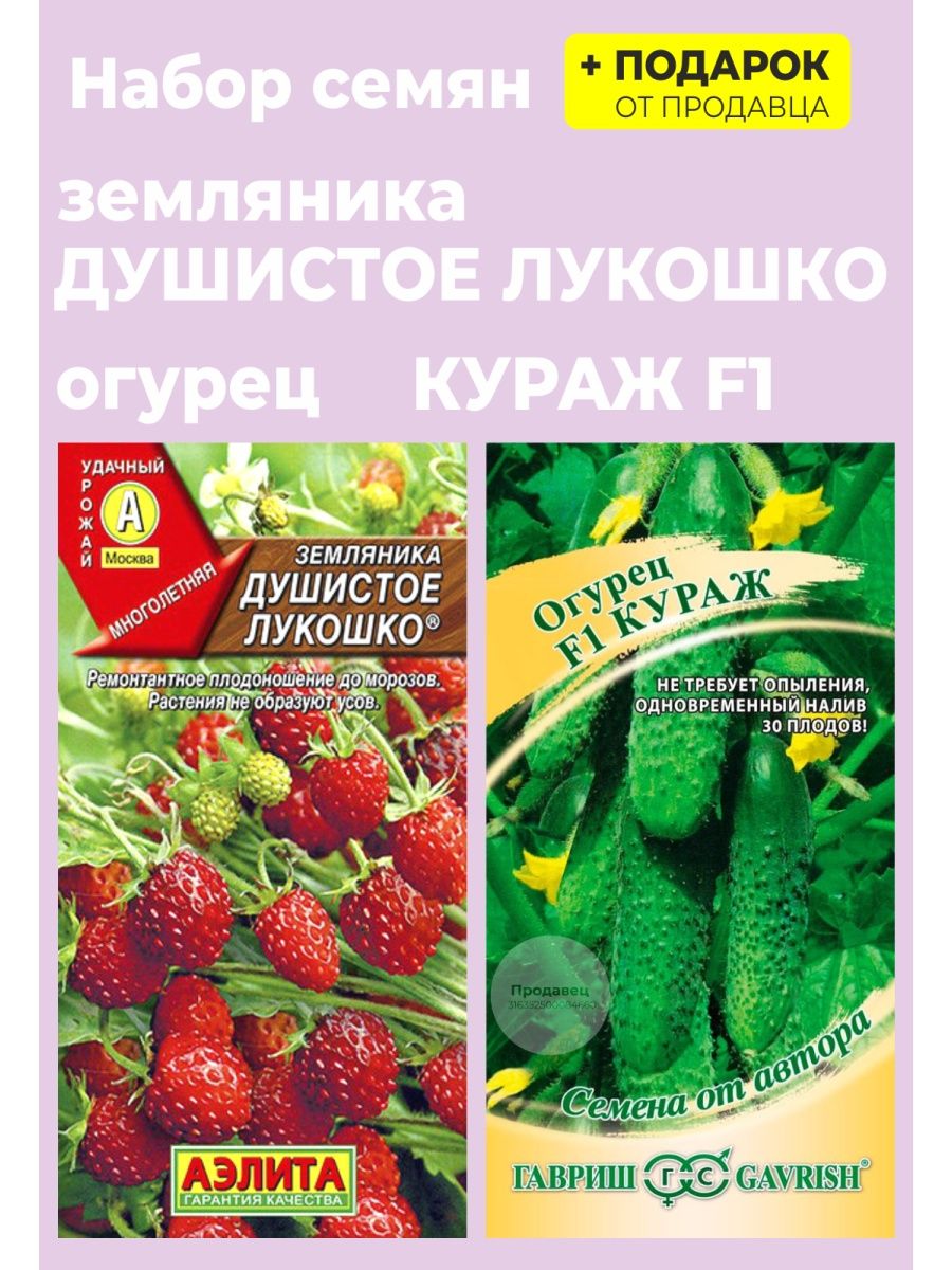 Земляника душистое лукошко. Земляника душистое лукошко Аэлита. Земляника ароматная са-9 под сиденье.