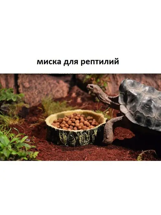 The home Кормушка для террариума и аквариума, бежевый, фото 5