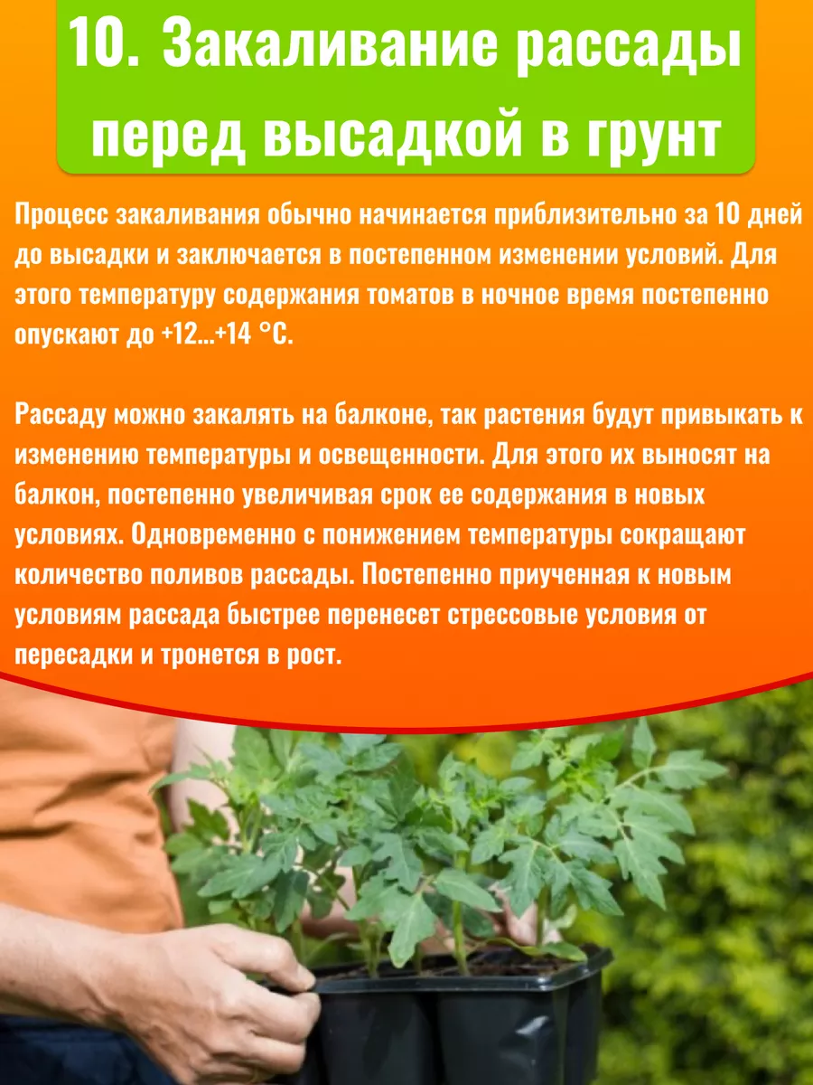 Семена томатов раннеспелые грунтовые Агрофирма Аэлита 105133816 купить за  223 ₽ в интернет-магазине Wildberries