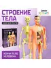 Научный опыт "Строение тела человека" Эврики 105207177 купить за 762 ₽ в интернет‑магазине Wildberries