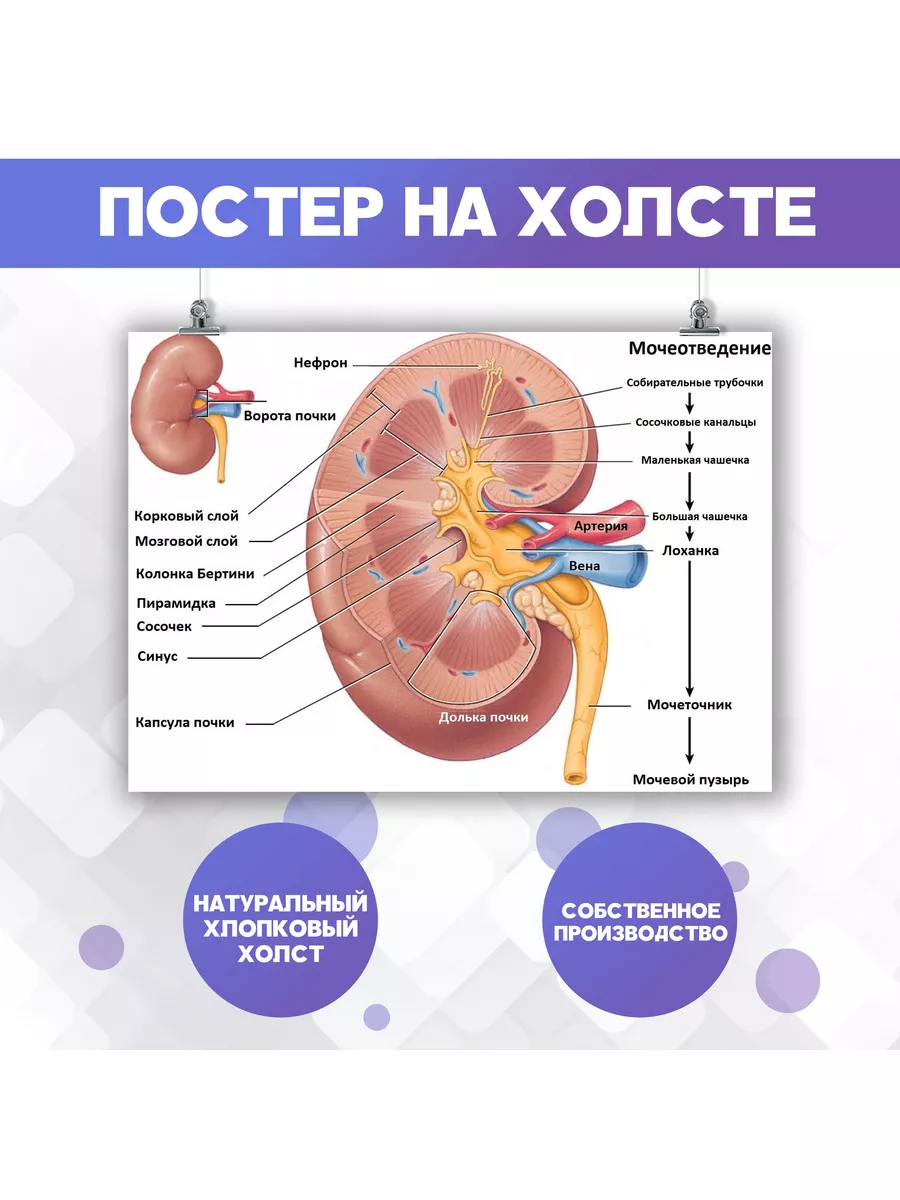 Постер Строение почки Анатомия Медицина Биология 40х60 см PosterNak  105237025 купить за 734 ₽ в интернет-магазине Wildberries