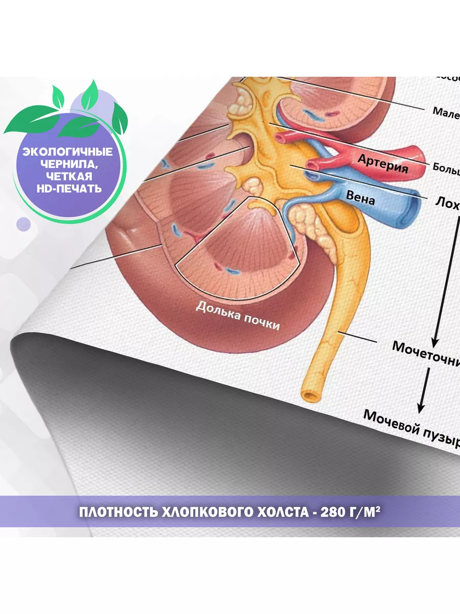 Постер Строение почки Анатомия Медицина Биология 40х60 см PosterNak  105237025 купить за 734 ₽ в интернет-магазине Wildberries