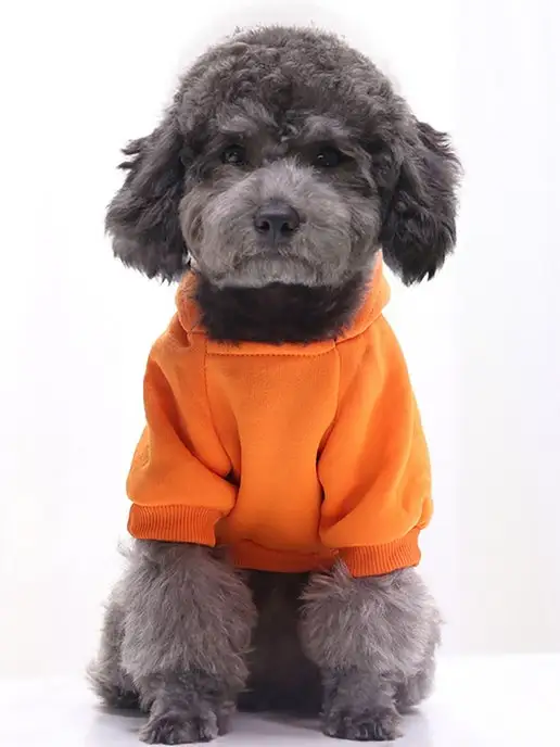 T-Pets Одежда для животных. Кофта толстовка для собак и кошек, оранжевый, фото 5