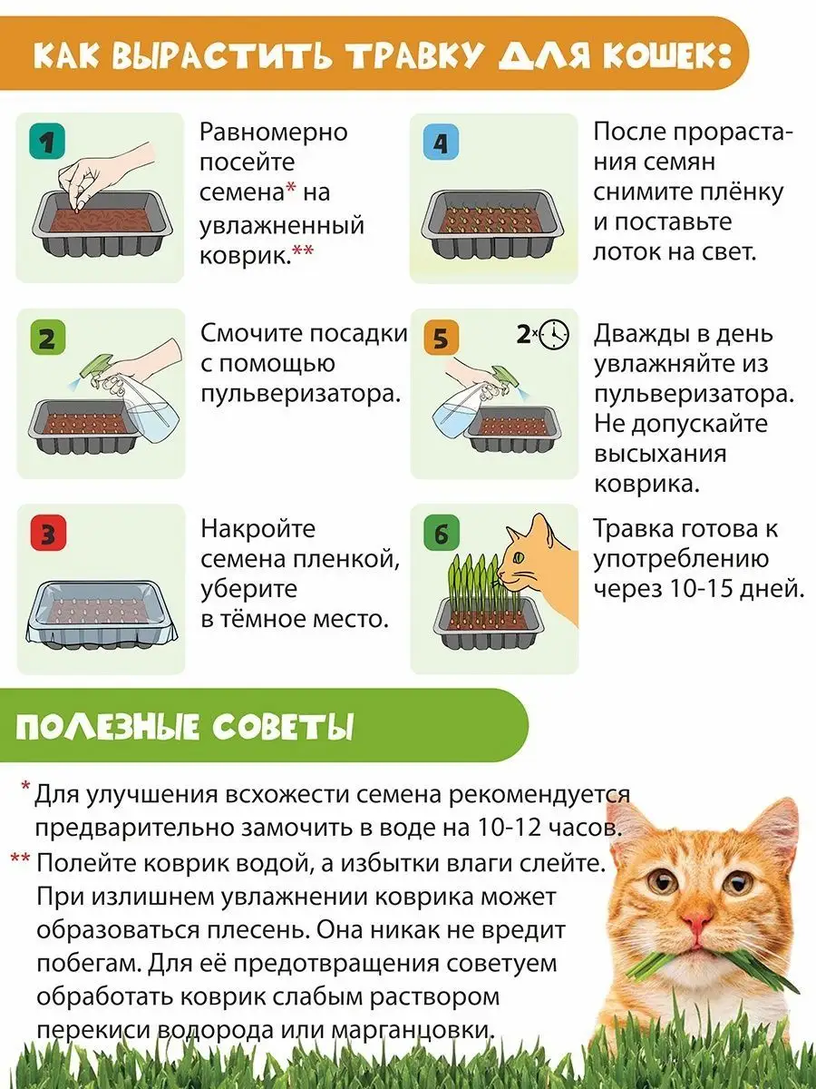 Как на подоконнике вырастить зелень для кота: лучшие сорта и советы по уходу