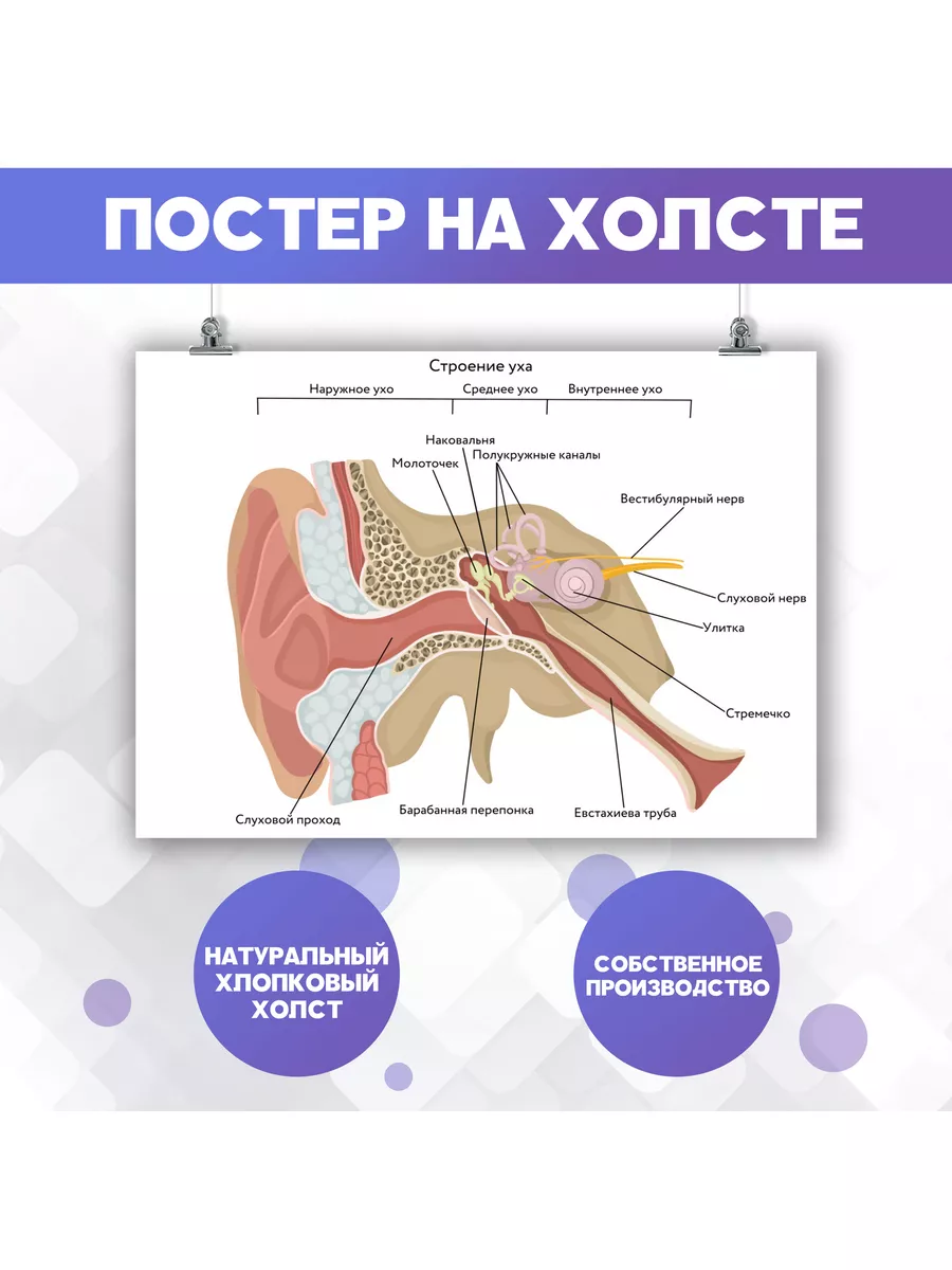 Постер Строение уха Орган слуха Анатомия Медицина 1 50х70см PosterNak  106082187 купить за 871 ₽ в интернет-магазине Wildberries